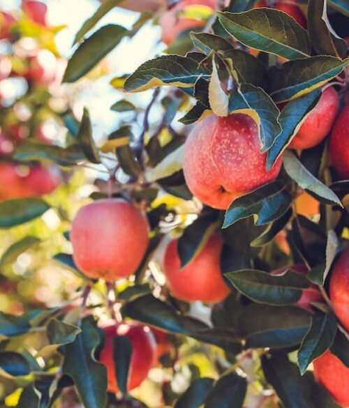 Una manzana en la piel: el poder antioxidante de Akane