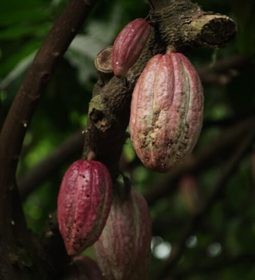 Manteca de cacao: todos sus beneficios para la piel y el cabello