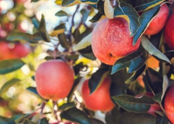 Una manzana en la piel: el poder antioxidante de Akane