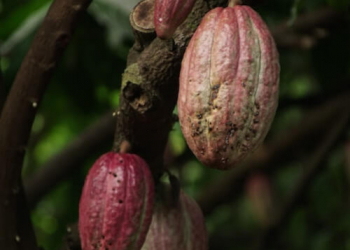 Manteca de cacao: todos sus beneficios para la piel y el cabello